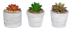 Alpine Flowerpot w/ Plants - Assorted